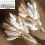 Bunny Tails Dried Flowers,White Natural Dry Pampas,Eternal Rabbit Tails Grass for Vase,Arrangement Wedding,Home,Hotel Decoration - Image 7