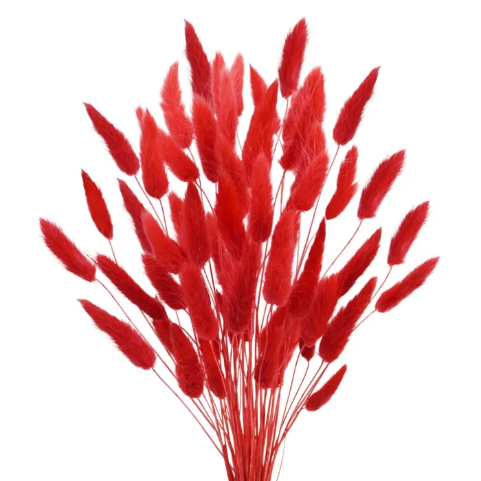 Bunny Tails Dried Flowers,White Natural Dry Pampas,Eternal Rabbit Tails Grass for Vase,Arrangement Wedding,Home,Hotel Decoration - Image 14