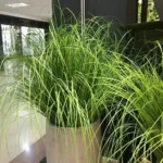 65-70CM Artificial Onion Grass Bunch Flower Arrangement Accessories Reed Flower Wedding Decoration Garden Party Home Deco Plants - Image 3