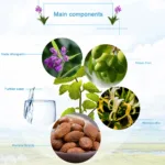 Tooth Pain Relief Treatment Spray Toothache Cure Teeth Decay Remover Killer Periodontitis Cleaner Angelica Dahurica Medicine - Image 6