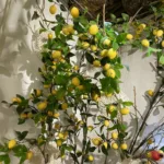 Lemon Branches Artificial Plants Fruits Home Decor Garden Sets Party Supplies Tree Accessories Fake Fruit Llimones Decorativos