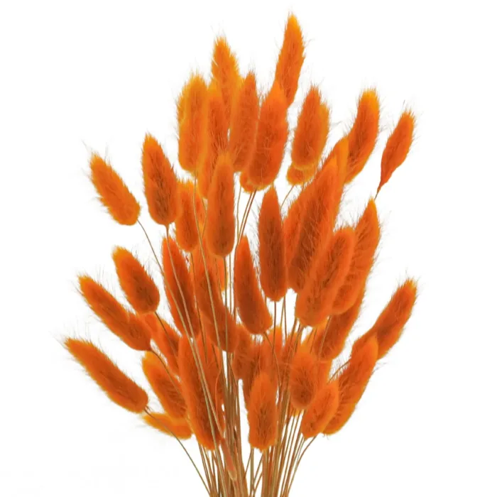 Bunny Tails Dried Flowers,White Natural Dry Pampas,Eternal Rabbit Tails Grass for Vase,Arrangement Wedding,Home,Hotel Decoration - Image 11