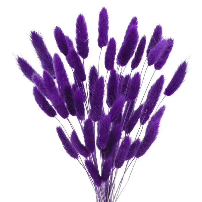 Bunny Tails Dried Flowers,White Natural Dry Pampas,Eternal Rabbit Tails Grass for Vase,Arrangement Wedding,Home,Hotel Decoration - Image 13