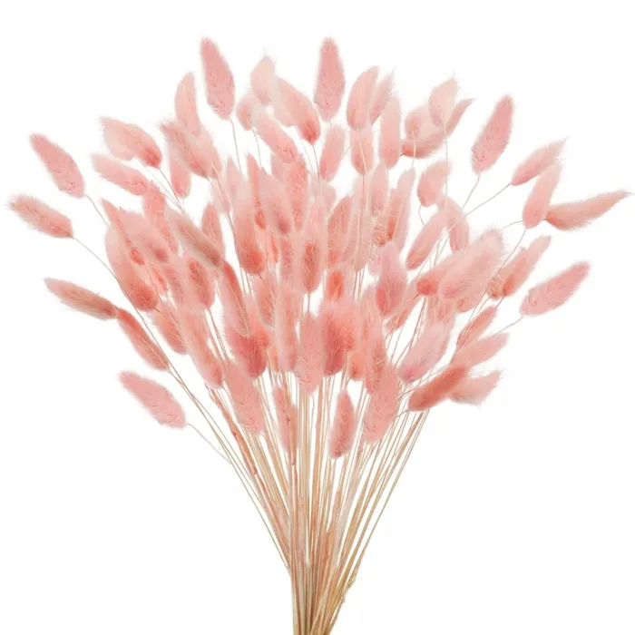 Bunny Tails Dried Flowers,White Natural Dry Pampas,Eternal Rabbit Tails Grass for Vase,Arrangement Wedding,Home,Hotel Decoration - Image 12