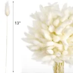 Bunny Tails Dried Flowers,White Natural Dry Pampas,Eternal Rabbit Tails Grass for Vase,Arrangement Wedding,Home,Hotel Decoration - Image 6
