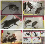 1Pcs New Mice Traps Rat Trap Mouse Trapper Glue Board Sticky Mouse Reject Mice Control Pest Trapper Rodent Killer Catcher roach - Image 3