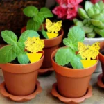 50-10Pcs Sticky Traps Fruit Fly Trap Yellow Sticky Bug Trap for Indoor Outdoor Use Insect Pest Control Garden Strong Glue Plant - Image 5