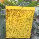 Strong Flies Traps Bugs Sticky Board Catching Aphid Insects Pest Killer Outdoor Fly Trap Aphids Mosquito Fungus Fly Killer Tools - Image 6