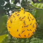 3pcs/1pc Courtyard Orchard Fly Capture Fruit Flies Catcher Non-toxic Rescue Big Fruit Fly Trap Ball Ball Insect Trap - Image 2