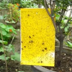 Strong Flies Traps Bugs Sticky Board Catching Aphid Insects Pest Killer Outdoor Fly Trap Aphids Mosquito Fungus Fly Killer Tools