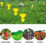 50-10Pcs Sticky Traps Fruit Fly Trap Yellow Sticky Bug Trap for Indoor Outdoor Use Insect Pest Control Garden Strong Glue Plant - Image 3
