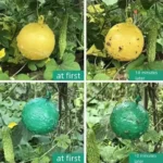 3pcs/1pc Courtyard Orchard Fly Capture Fruit Flies Catcher Non-toxic Rescue Big Fruit Fly Trap Ball Ball Insect Trap - Image 4
