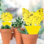 50-10Pcs Sticky Traps Fruit Fly Trap Yellow Sticky Bug Trap for Indoor Outdoor Use Insect Pest Control Garden Strong Glue Plant - Image 4