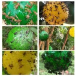 10-1PCS Ball Fruit Fly Catcher Pest Control Sticky Trap Ball for Indoor Outdoor Kitchen Gnat Traps Flying Insects Traps Ball - Image 5