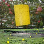Strong Flies Traps Bugs Sticky Board Catching Aphid Insects Pest Killer Outdoor Fly Trap Aphids Mosquito Fungus Fly Killer Tools - Image 4
