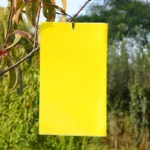 Strong Flies Traps Bugs Sticky Board Catching Aphid Insects Pest Killer Outdoor Fly Trap Aphids Mosquito Fungus Fly Killer Tools - Image 2